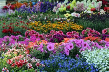 Avviso - rimozione fiori 