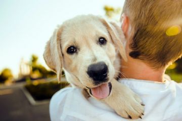 cane in braccio ad un bambino