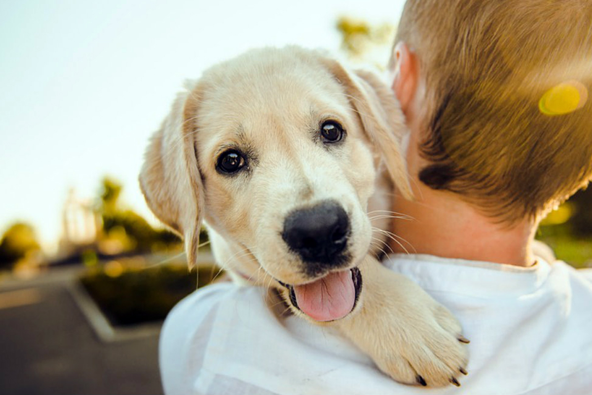 cane in braccio ad un bambino